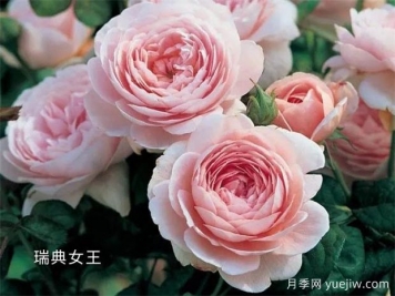 100种月季玫瑰品种图鉴大全，你认识有没有超过10个？