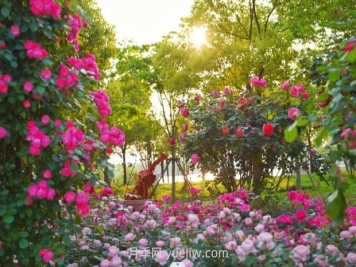 上海前滩休闲公园，月季花海盛景等你赏